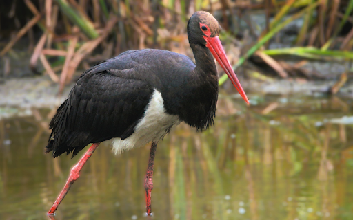 Red legged bird with red bill from Chrome web store to be run with OffiDocs Chromium online Red legged bird with red bill from Chrome web store to be run with OffiDocs Chromium online