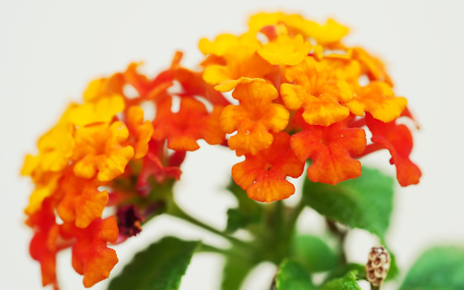 Red Orange Flower Branch from Chrome web store to be run with OffiDocs Chromium online Red Orange Flower Branch from Chrome web store to be run with OffiDocs Chromium online