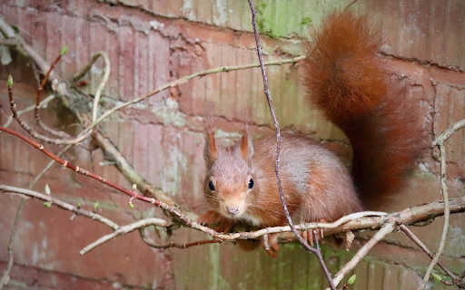 Red Squirrel on the Red Wall from Chrome web store to be run with OffiDocs Chromium online Red Squirrel on the Red Wall from Chrome web store to be run with OffiDocs Chromium online