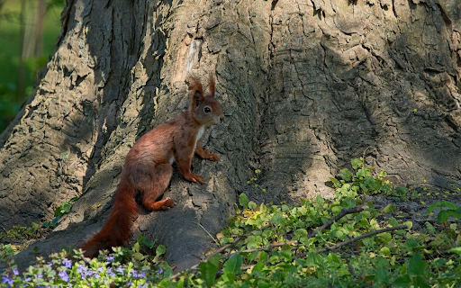 Red Squirrel Under the Big Tree from Chrome web store to be run with OffiDocs Chromium online Red Squirrel Under the Big Tree from Chrome web store to be run with OffiDocs Chromium online