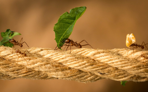 Retriever ants from Chrome web store to be run with OffiDocs Chromium online Retriever ants from Chrome web store to be run with OffiDocs Chromium online