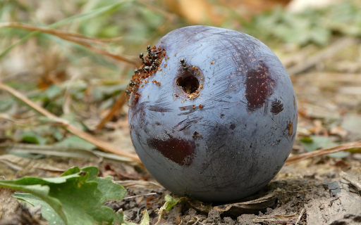 Ripe fruit and ants from Chrome web store to be run with OffiDocs Chromium online Ripe fruit and ants from Chrome web store to be run with OffiDocs Chromium online