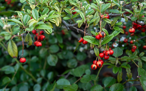 Ripe Red Fruits from Chrome web store to be run with OffiDocs Chromium online Ripe Red Fruits from Chrome web store to be run with OffiDocs Chromium online