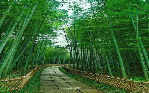Road in the bamboo forest Wallpaper from Chrome web store to be run with OffiDocs Chromium online Road in the bamboo forest Wallpaper from Chrome web store to be run with OffiDocs Chromium online