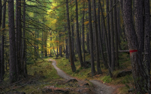 Road through the forest from Chrome web store to be run with OffiDocs Chromium online Road through the forest from Chrome web store to be run with OffiDocs Chromium online