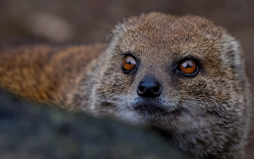 Rodents from Chrome web store to be run with OffiDocs Chromium online Rodents from Chrome web store to be run with OffiDocs Chromium online