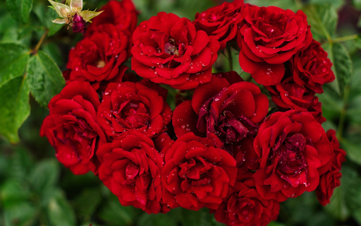 Rose bouquet in the dew from Chrome web store to be run with OffiDocs Chromium online Rose bouquet in the dew from Chrome web store to be run with OffiDocs Chromium online