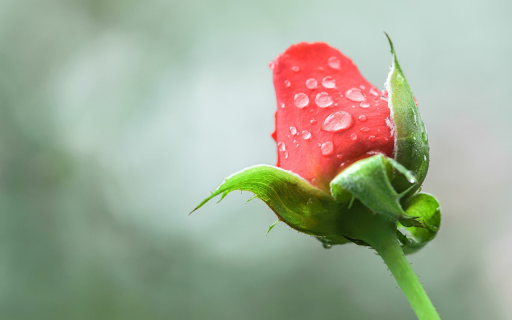 Rosebuds and Dew from Chrome web store to be run with OffiDocs Chromium online Rosebuds and Dew from Chrome web store to be run with OffiDocs Chromium online