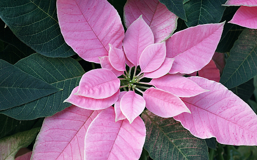Rose petal poinsettia from Chrome web store to be run with OffiDocs Chromium online Rose petal poinsettia from Chrome web store to be run with OffiDocs Chromium online