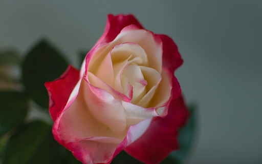 Roses bloom bright pink from Chrome web store to be run with OffiDocs Chromium online Roses bloom bright pink from Chrome web store to be run with OffiDocs Chromium online