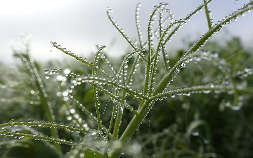 Round water drops on the tree from Chrome web store to be run with OffiDocs Chromium online Round water drops on the tree from Chrome web store to be run with OffiDocs Chromium online