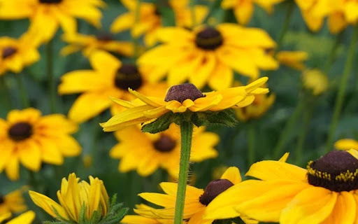 RUDBEKIA Theme from Chrome web store to be run with OffiDocs Chromium online RUDBEKIA Theme from Chrome web store to be run with OffiDocs Chromium online