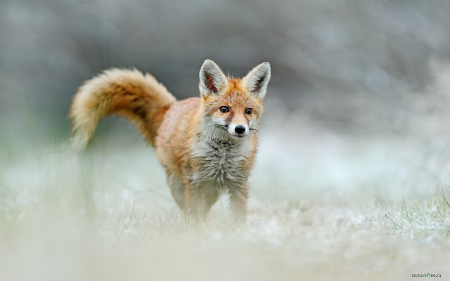 Running Fox from Chrome web store to be run with OffiDocs Chromium online Running Fox from Chrome web store to be run with OffiDocs Chromium online