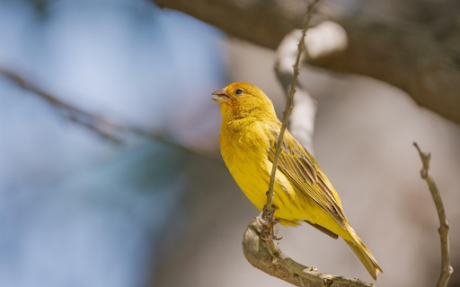 SAFFRON BIRD THEME from Chrome web store to be run with OffiDocs Chromium online SAFFRON BIRD THEME from Chrome web store to be run with OffiDocs Chromium online