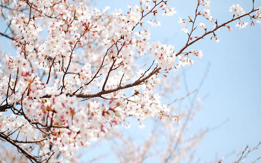 Sakura 2k from Chrome web store to be run with OffiDocs Chromium online Sakura 2k from Chrome web store to be run with OffiDocs Chromium online