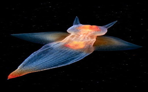 sea angel wallpaper from Chrome web store to be run with OffiDocs Chromium online sea angel wallpaper from Chrome web store to be run with OffiDocs Chromium online