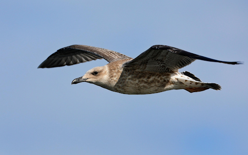 Seagull in Flight from Chrome web store to be run with OffiDocs Chromium online Seagull in Flight from Chrome web store to be run with OffiDocs Chromium online