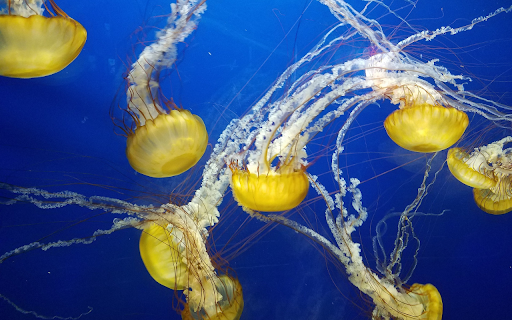 Sea jellyfish from Chrome web store to be run with OffiDocs Chromium online Sea jellyfish from Chrome web store to be run with OffiDocs Chromium online
