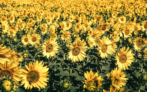 Sea of Flowers from Chrome web store to be run with OffiDocs Chromium online Sea of Flowers from Chrome web store to be run with OffiDocs Chromium online