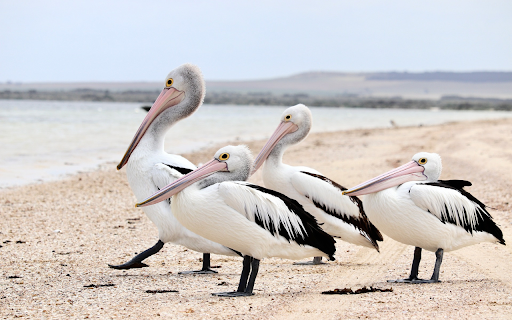 Sea Pelicans from Chrome web store to be run with OffiDocs Chromium online Sea Pelicans from Chrome web store to be run with OffiDocs Chromium online