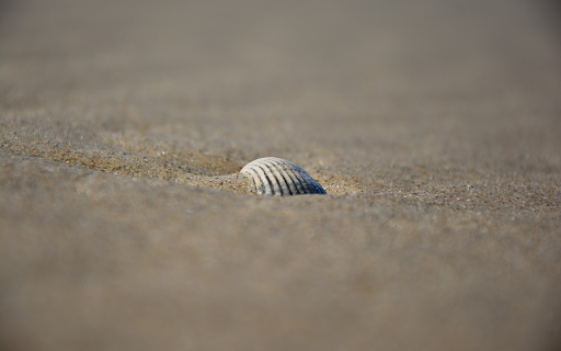 Seashells on the sand from Chrome web store to be run with OffiDocs Chromium online Seashells on the sand from Chrome web store to be run with OffiDocs Chromium online