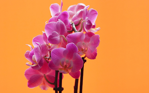 Seductive purple orchid branchesSeductive purple orchid branches from Chrome web store to be run with OffiDocs Chromium online Seductive purple orchid branchesSeductive purple orchid branches from Chrome web store to be run with OffiDocs Chromium online