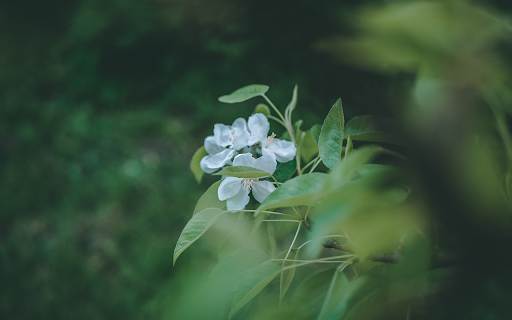 selective focus closeup shot white flowers with green leaves from Chrome web store to be run with OffiDocs Chromium online selective focus closeup shot white flowers with green leaves from Chrome web store to be run with OffiDocs Chromium online