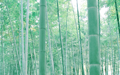Serene Bamboo Grove from Chrome web store to be run with OffiDocs Chromium online Serene Bamboo Grove from Chrome web store to be run with OffiDocs Chromium online