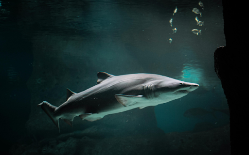 Shark from Chrome web store to be run with OffiDocs Chromium online Shark from Chrome web store to be run with OffiDocs Chromium online