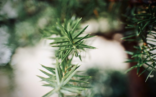 Sharp pine branches from Chrome web store to be run with OffiDocs Chromium online Sharp pine branches from Chrome web store to be run with OffiDocs Chromium online
