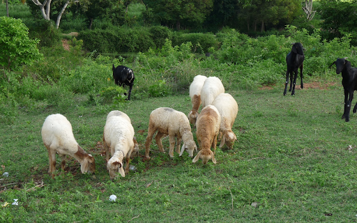 Sheep and goats from Chrome web store to be run with OffiDocs Chromium online Sheep and goats from Chrome web store to be run with OffiDocs Chromium online