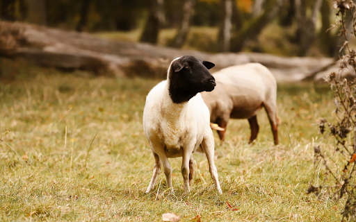 Sheep trimmed their feathers from Chrome web store to be run with OffiDocs Chromium online Sheep trimmed their feathers from Chrome web store to be run with OffiDocs Chromium online