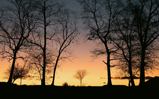 Silhouette of Bare Trees During Sunset from Chrome web store to be run with OffiDocs Chromium online Silhouette of Bare Trees During Sunset from Chrome web store to be run with OffiDocs Chromium online