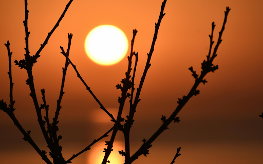 Silhouette of Branches during Sunset from Chrome web store to be run with OffiDocs Chromium online Silhouette of Branches during Sunset from Chrome web store to be run with OffiDocs Chromium online