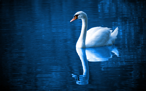 Silhouette of the swan from Chrome web store to be run with OffiDocs Chromium online Silhouette of the swan from Chrome web store to be run with OffiDocs Chromium online