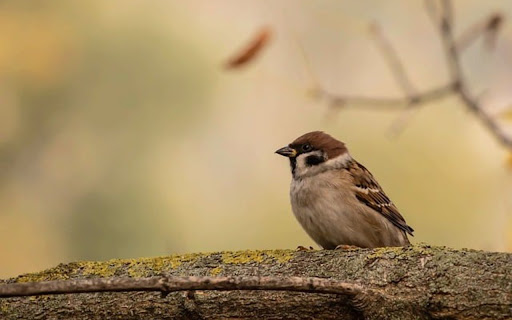 SMALL BIRD THEME from Chrome web store to be run with OffiDocs Chromium online SMALL BIRD THEME from Chrome web store to be run with OffiDocs Chromium online