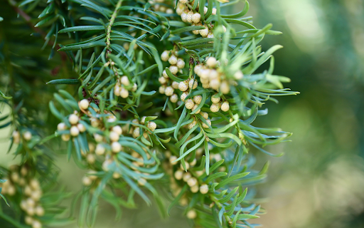 Small bunch of pine cones from Chrome web store to be run with OffiDocs Chromium online Small bunch of pine cones from Chrome web store to be run with OffiDocs Chromium online