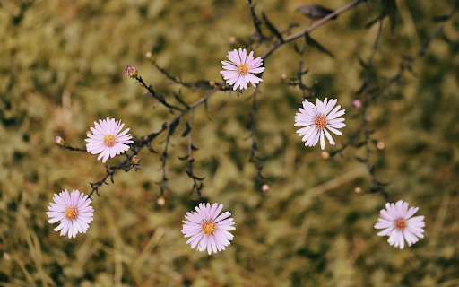 Small flowers from Chrome web store to be run with OffiDocs Chromium online Small flowers from Chrome web store to be run with OffiDocs Chromium online