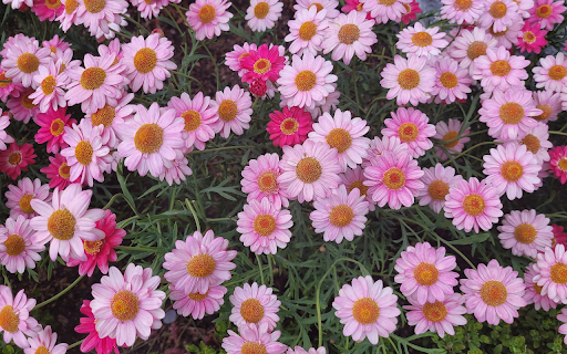 Small Purple and Pink Flowers from Chrome web store to be run with OffiDocs Chromium online Small Purple and Pink Flowers from Chrome web store to be run with OffiDocs Chromium online