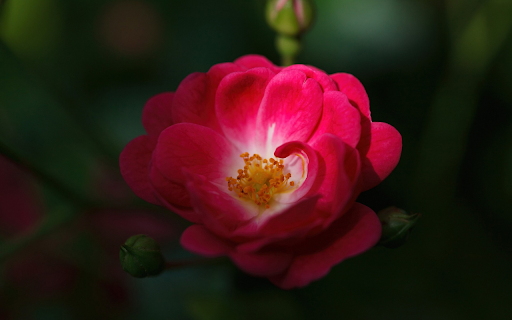 Small Rose Petals from Chrome web store to be run with OffiDocs Chromium online Small Rose Petals from Chrome web store to be run with OffiDocs Chromium online