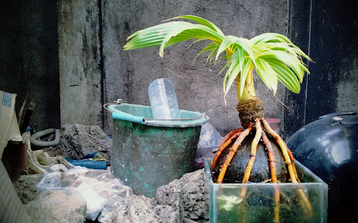 Small tree and roots from Chrome web store to be run with OffiDocs Chromium online Small tree and roots from Chrome web store to be run with OffiDocs Chromium online