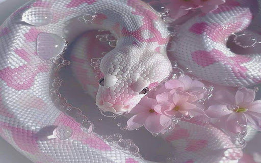 snake slithering in water wallpaper from Chrome web store to be run with OffiDocs Chromium online snake slithering in water wallpaper from Chrome web store to be run with OffiDocs Chromium online