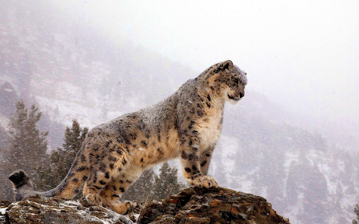 Snow King Reigning on High from Chrome web store to be run with OffiDocs Chromium online Snow King Reigning on High from Chrome web store to be run with OffiDocs Chromium online