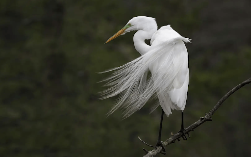 Snowy egret from Chrome web store to be run with OffiDocs Chromium online Snowy egret from Chrome web store to be run with OffiDocs Chromium online