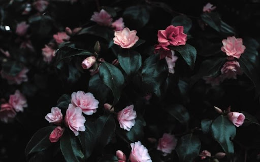 Soft Pink Camellia Blossoms Amidst Dark Foliage from Chrome web store to be run with OffiDocs Chromium online Soft Pink Camellia Blossoms Amidst Dark Foliage from Chrome web store to be run with OffiDocs Chromium online