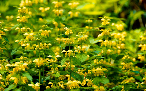 Soft stemmed Flowering Plants from Chrome web store to be run with OffiDocs Chromium online Soft stemmed Flowering Plants from Chrome web store to be run with OffiDocs Chromium online