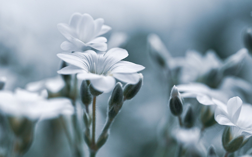 Soft White Blossoms from Chrome web store to be run with OffiDocs Chromium online Soft White Blossoms from Chrome web store to be run with OffiDocs Chromium online