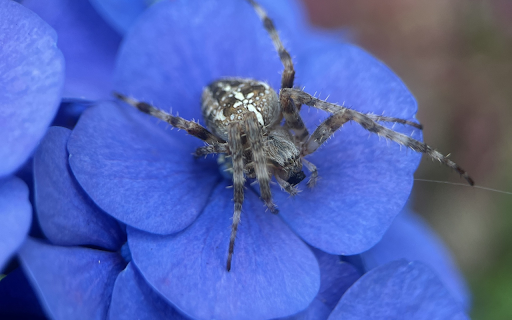 Spider and blue flower from Chrome web store to be run with OffiDocs Chromium online Spider and blue flower from Chrome web store to be run with OffiDocs Chromium online