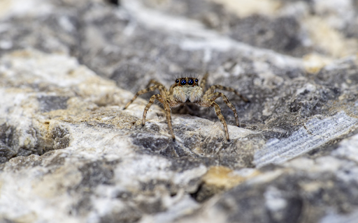 Spider and four eyes from Chrome web store to be run with OffiDocs Chromium online Spider and four eyes from Chrome web store to be run with OffiDocs Chromium online