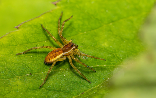 Spider and its spiny legs from Chrome web store to be run with OffiDocs Chromium online Spider and its spiny legs from Chrome web store to be run with OffiDocs Chromium online